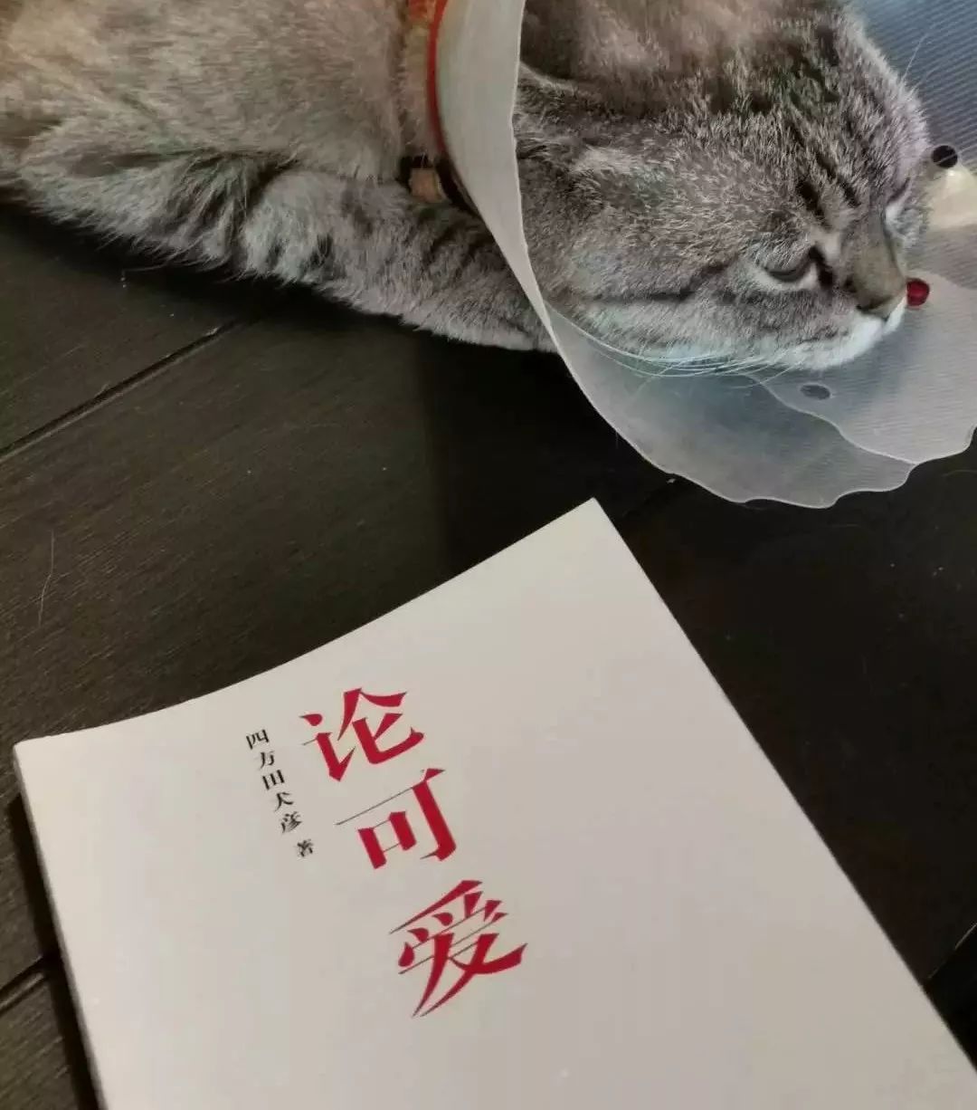 深度解析：為什么99%的IP形象都不夠萌？